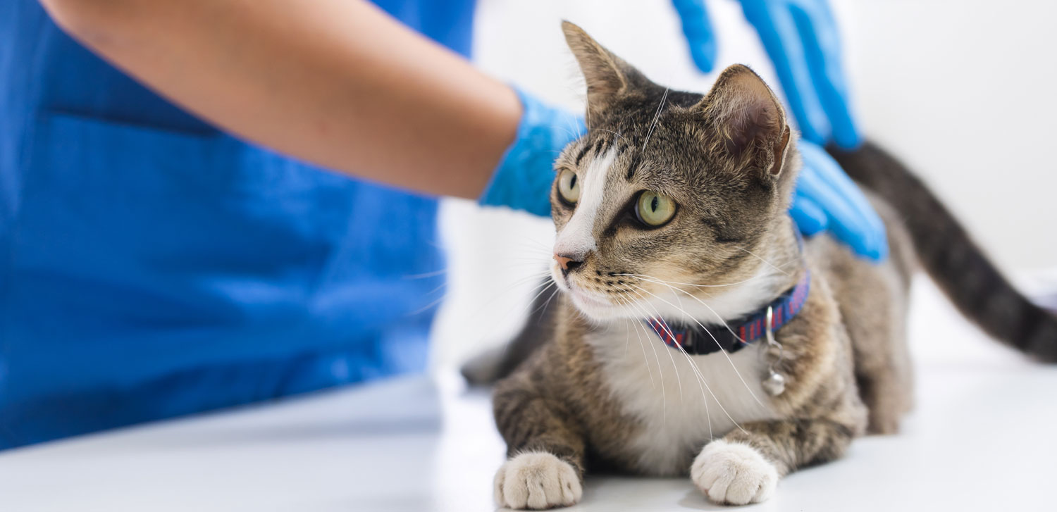 Community Pet Financial Assistance Humane Society of TruckeeTahoe