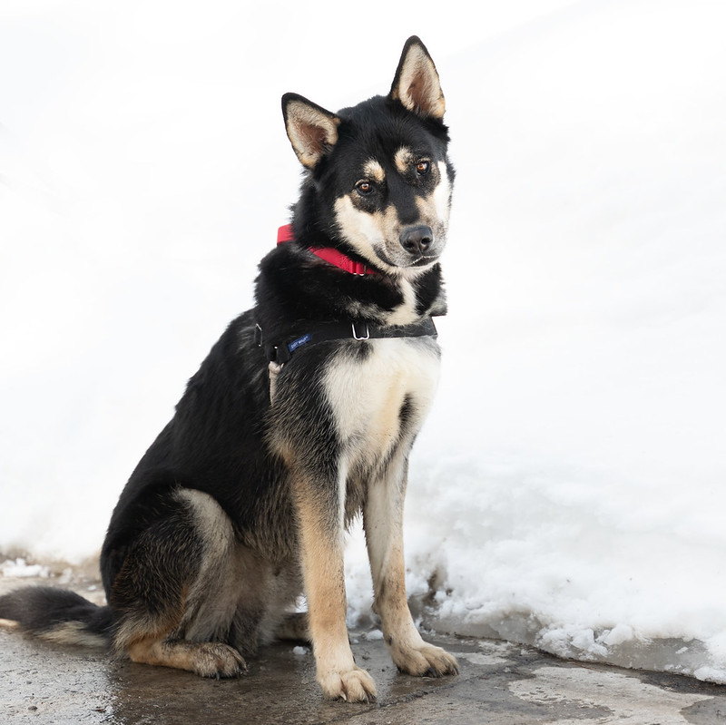 Dogs – Humane Society of Truckee-Tahoe