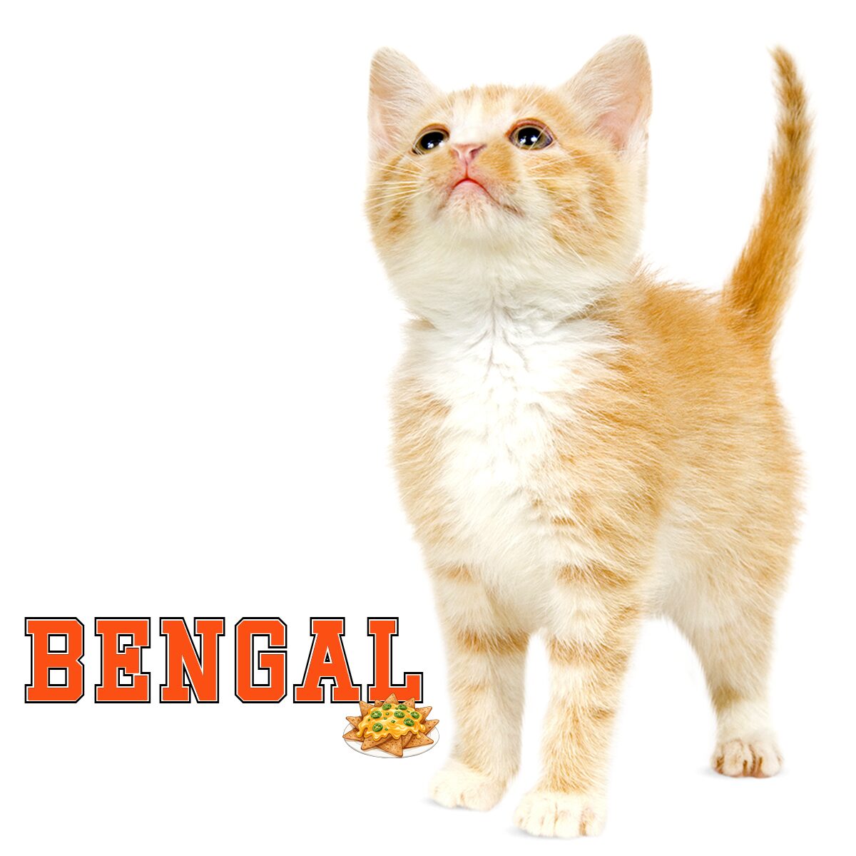 Bengal