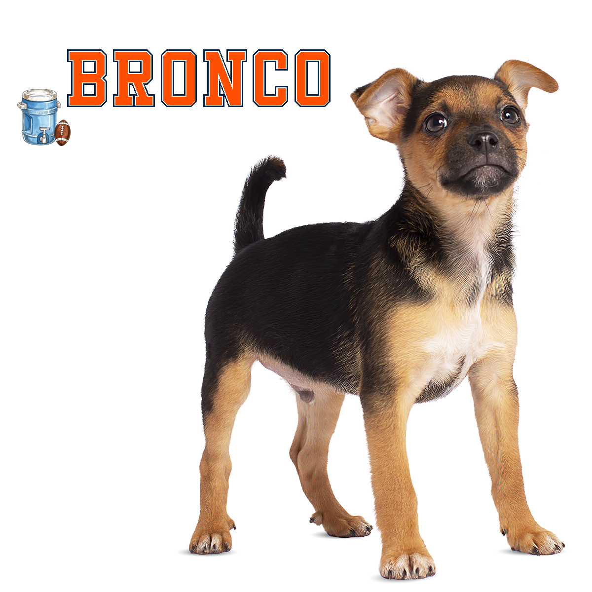 Bronco