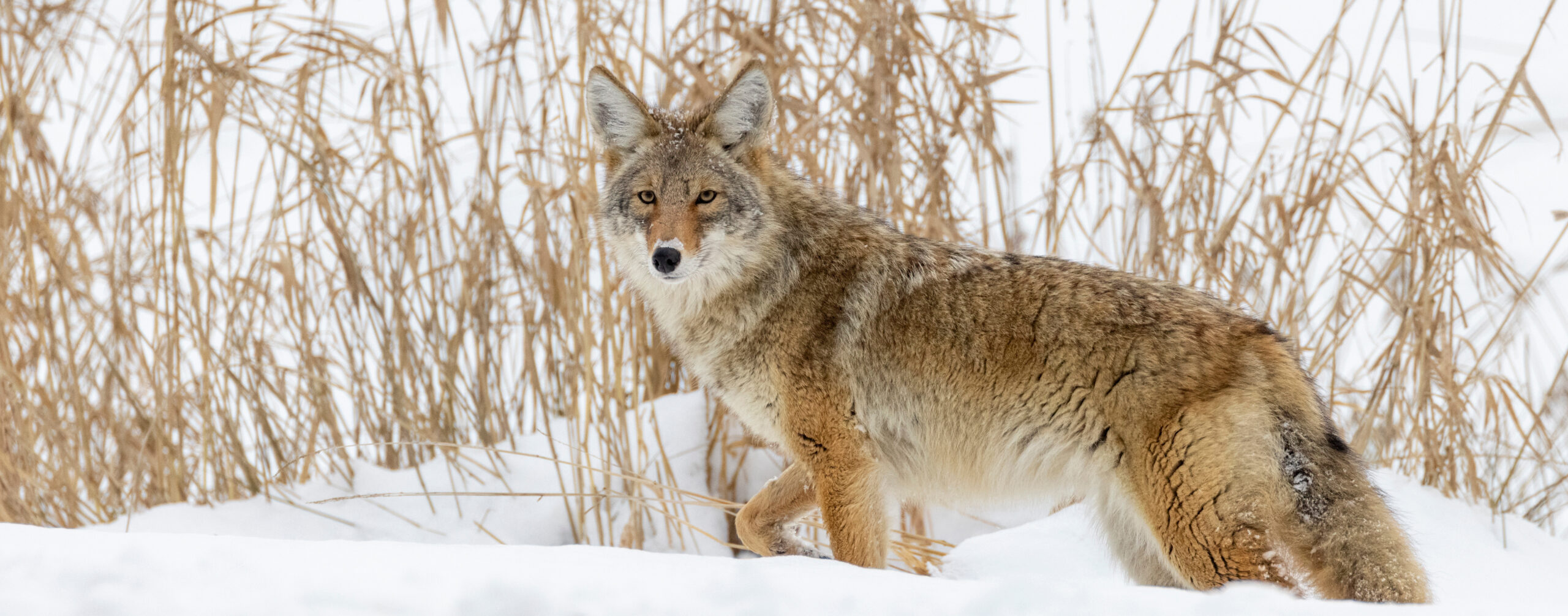 Coexisting With Wildlife Humane Society Of Truckee Tahoe