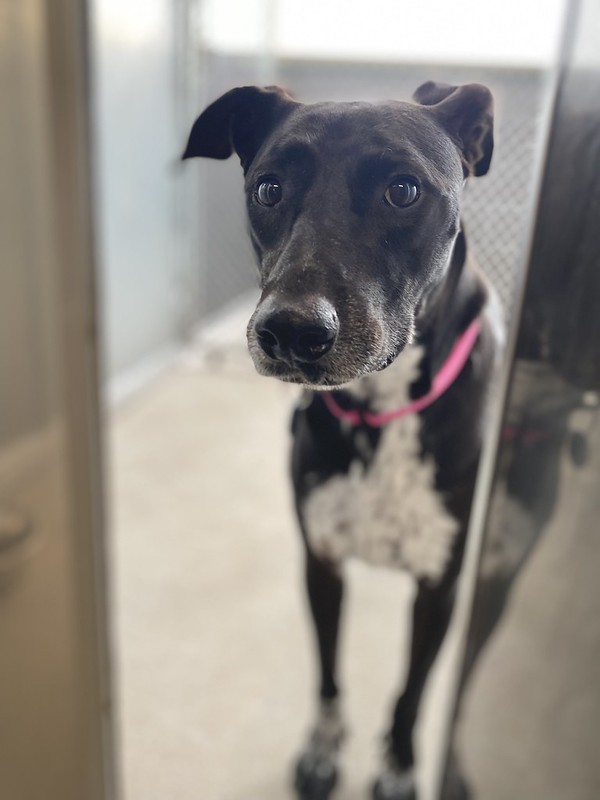 54739346862_b738e9c317_c