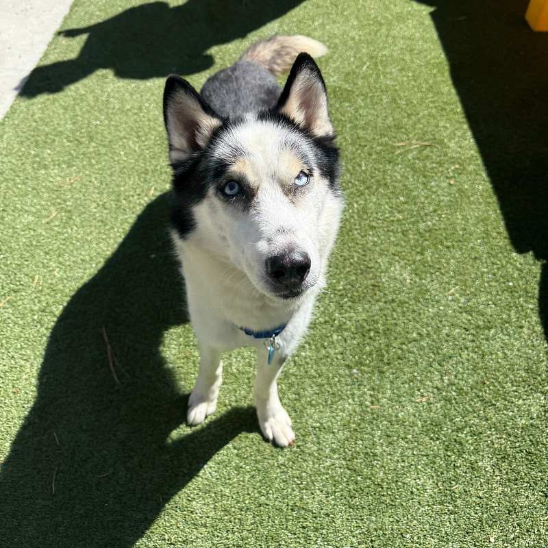 54783567942_4f1f6f3c93_c