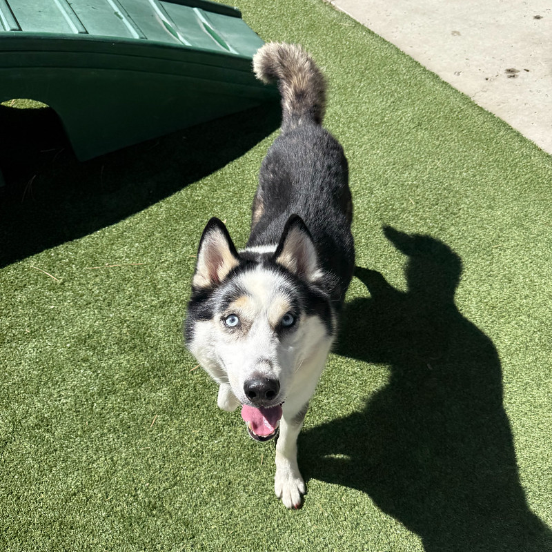 54783567977_df5fa8ee04_c Jaxx