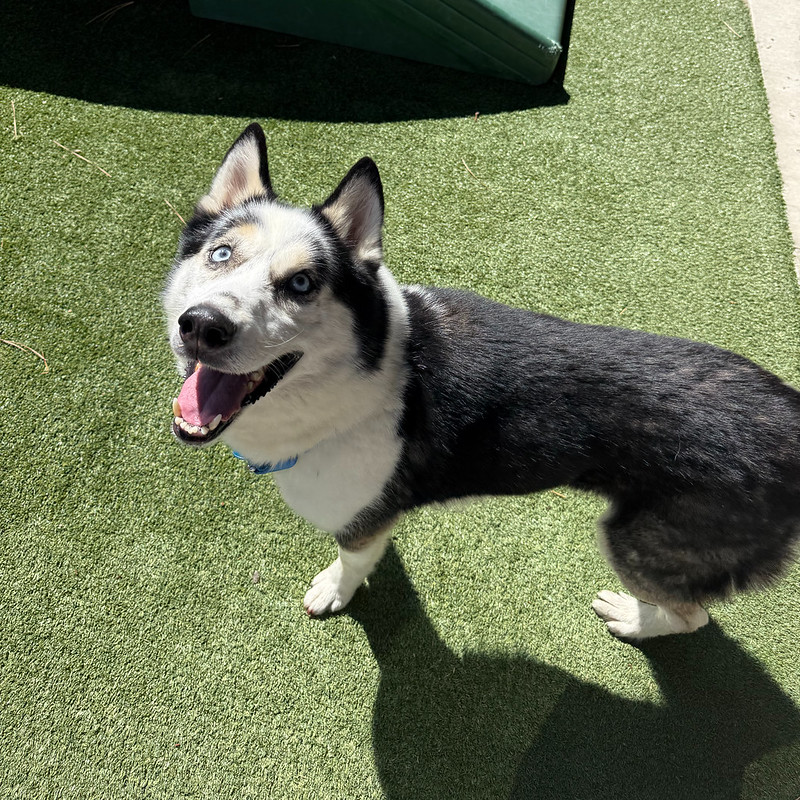 54784415381_d4f786f6b3_c