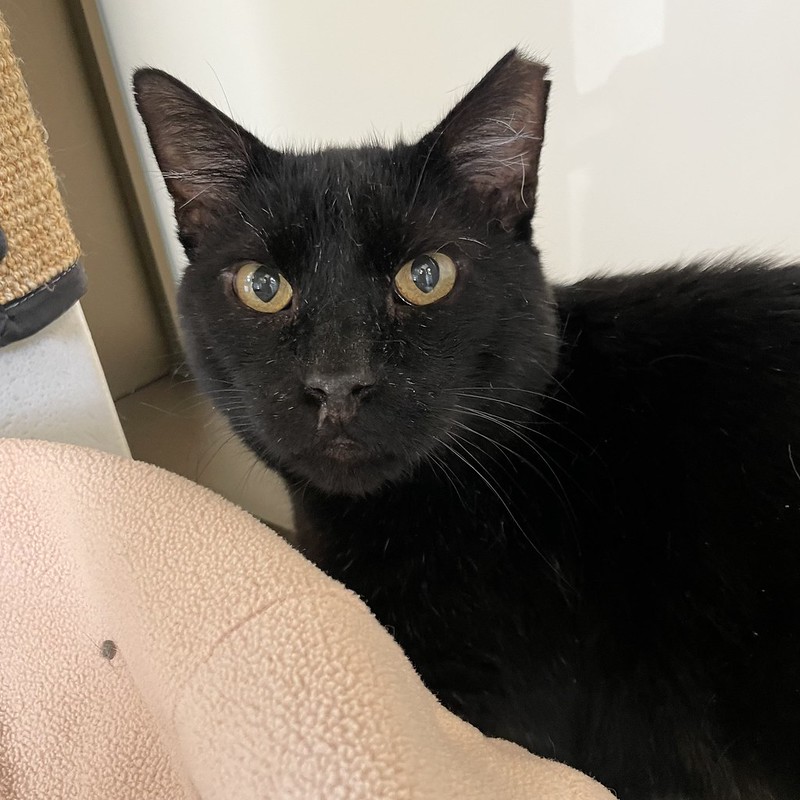 54794989578_59f8eb2237_c