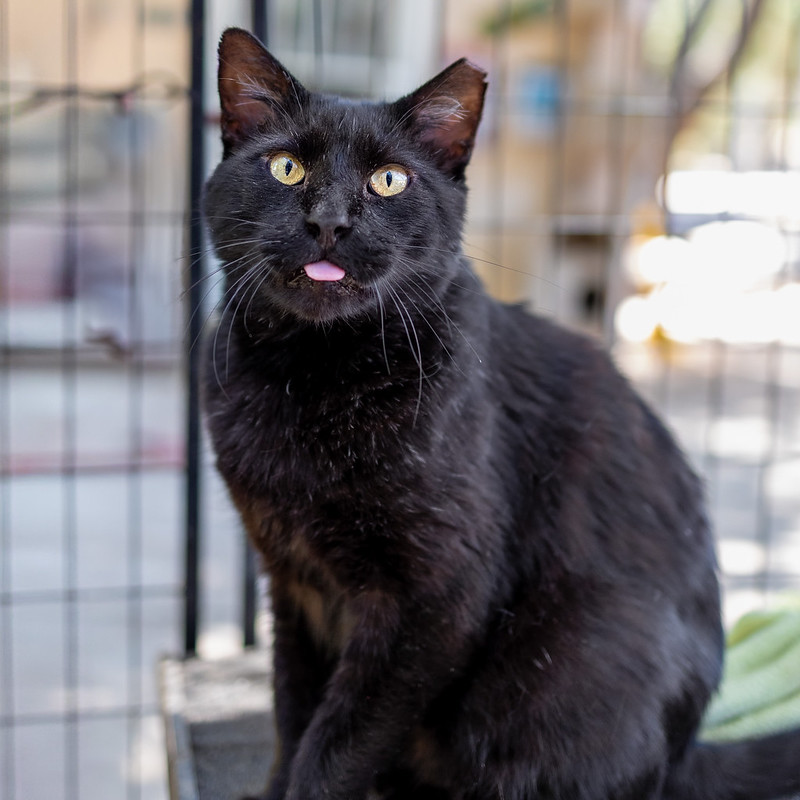 54796009112_68e2f218bf_c