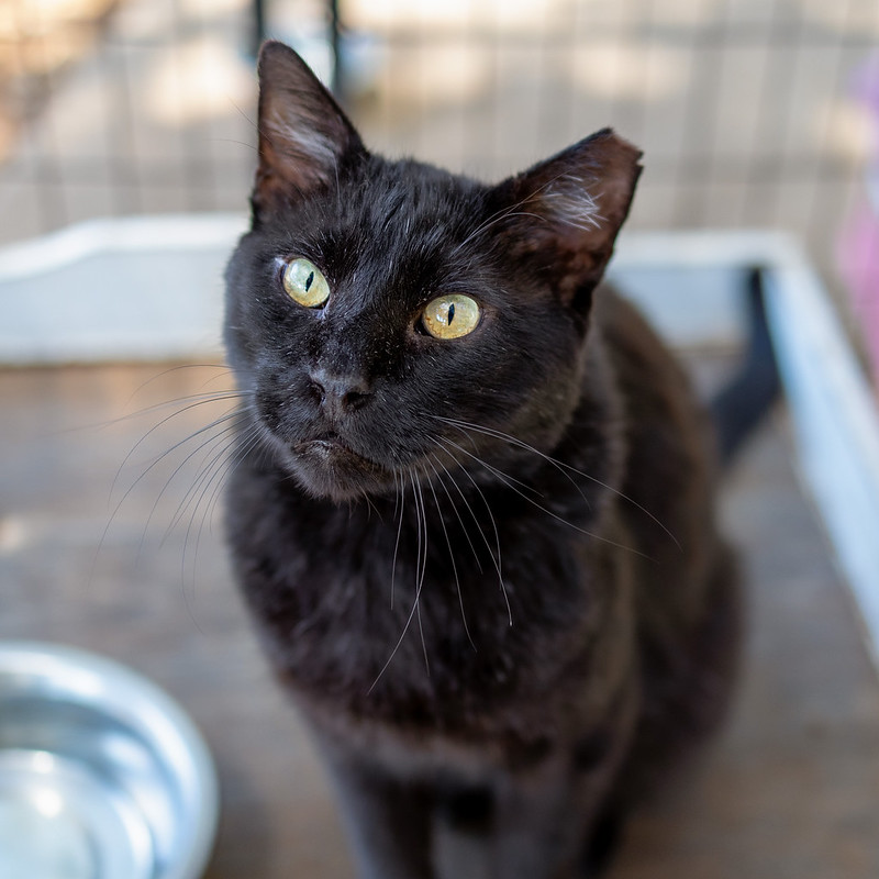 54797198390_1c2a90d1fe_c Bagheera