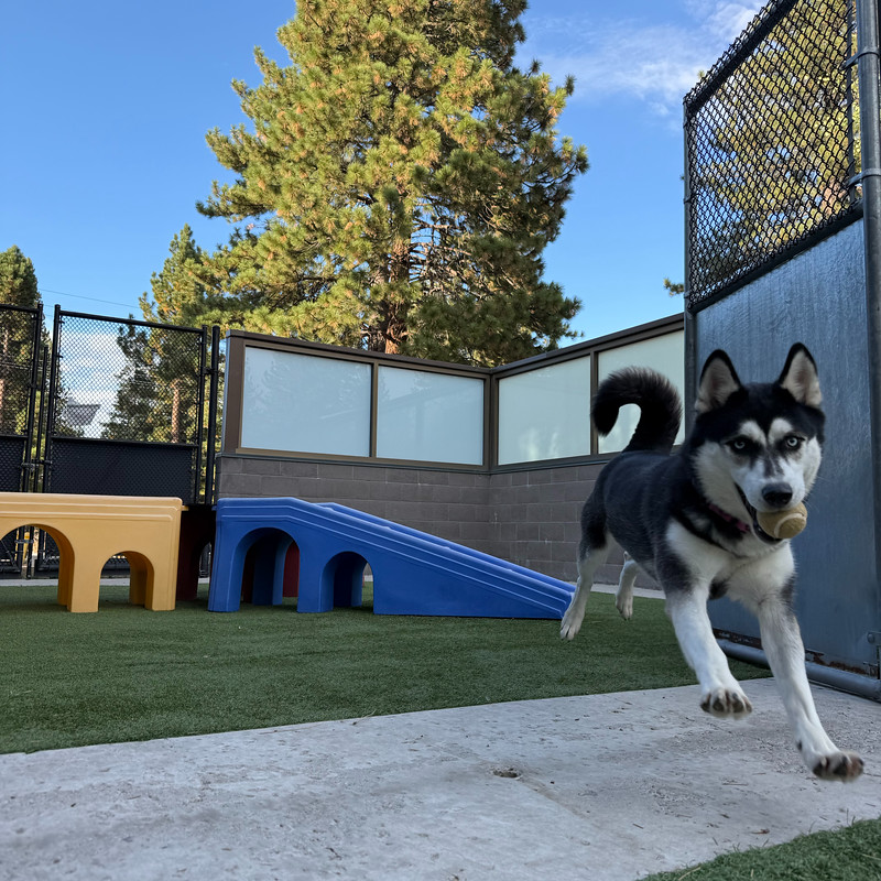 54812425618_c3d882382d_c