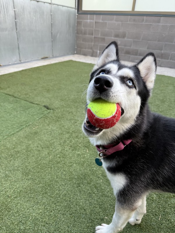 54812430304_72dd655dbc_c