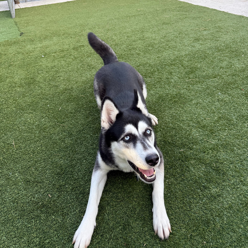 54812514120_3db02e50aa_c