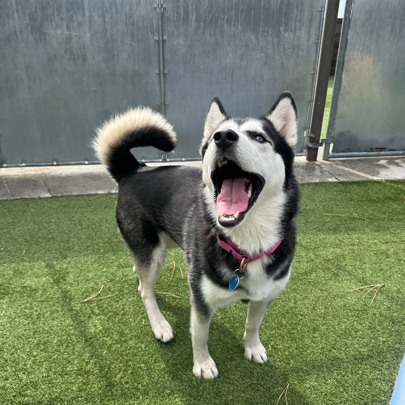 54820675781_ca5e289ab8_c (1)