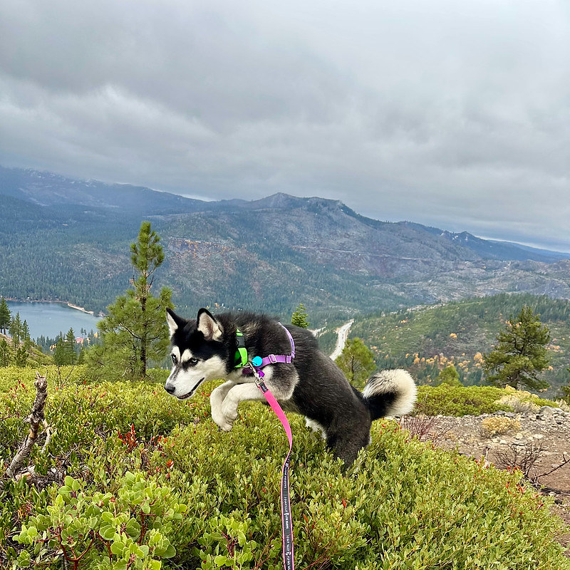 54900815923_79902096a8_c