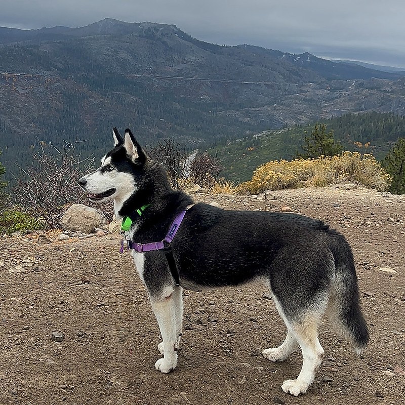 54900891785_77aee854ab_c