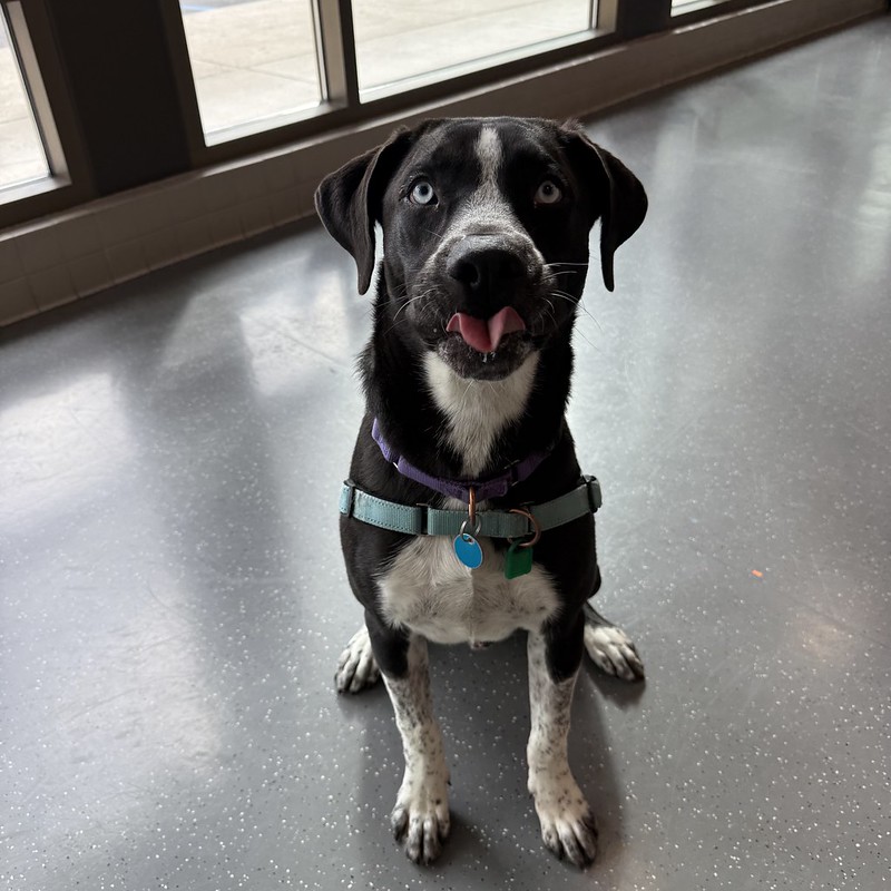 54853388278_2ec0324e31_c