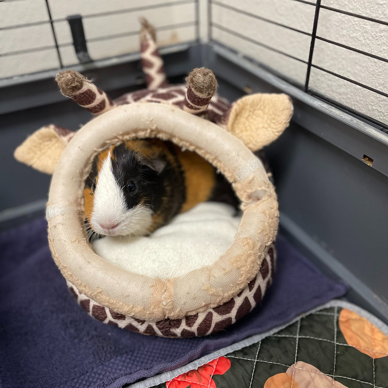 54883995348_2536f3ef76_c