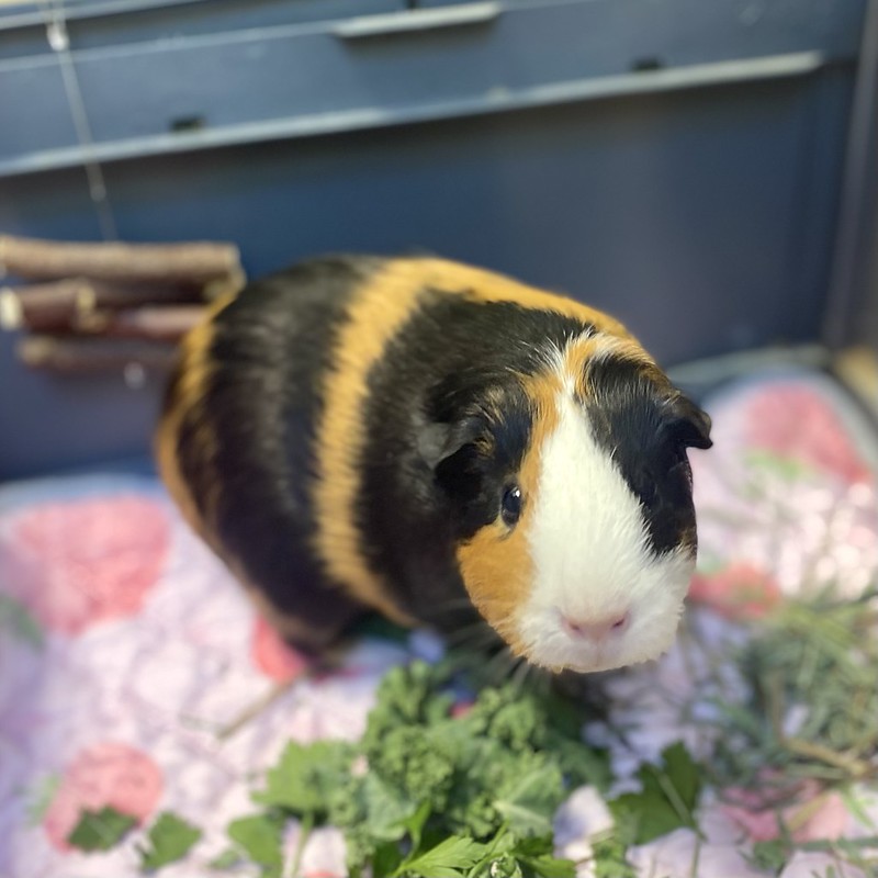 54884323626_034b347fd7_c