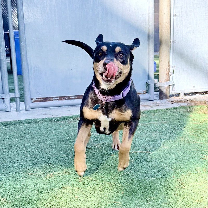 54900405863_9c362f7a94_c