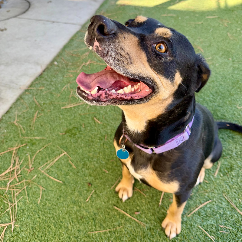 54900406228_73dc0b8809_c Rocky