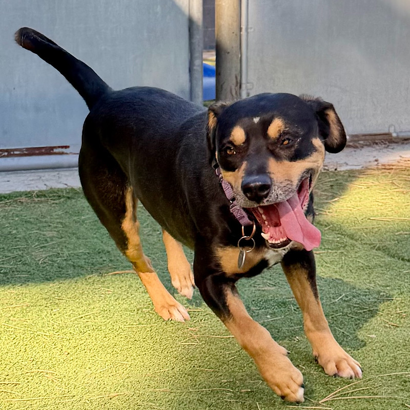 54900483535_e74f8f00cf_c