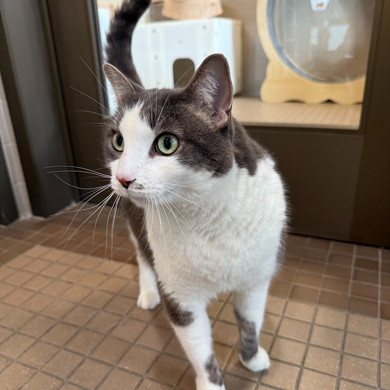 54904665106_9b4a15afcc_c