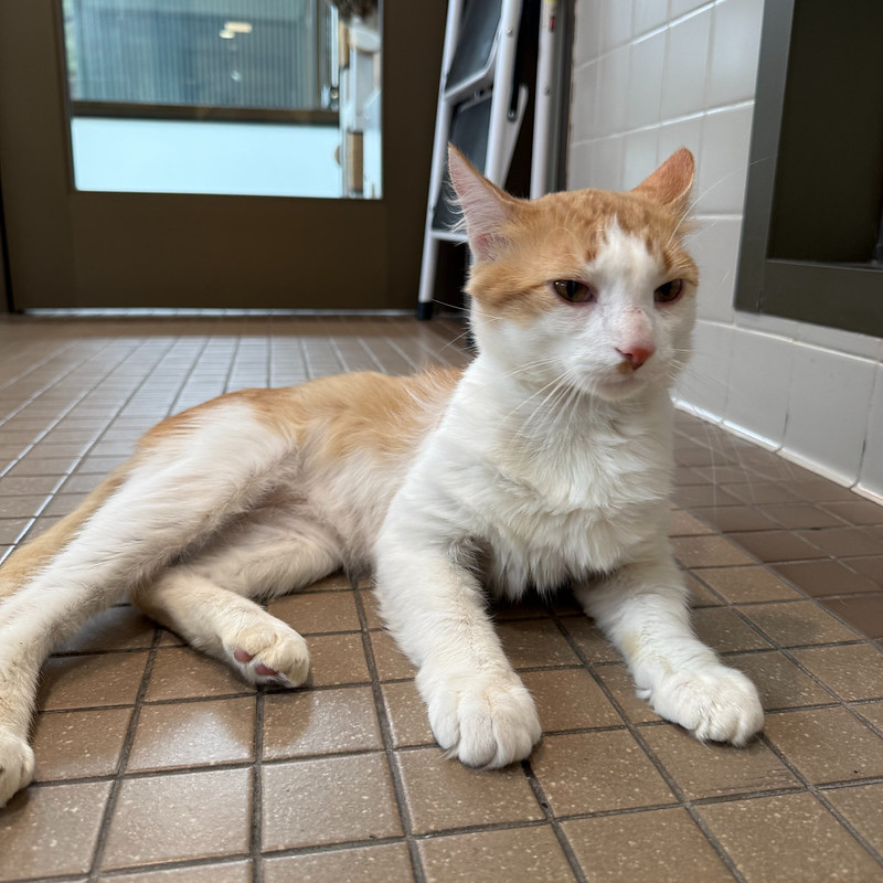 54904993920_b430e009d8_c