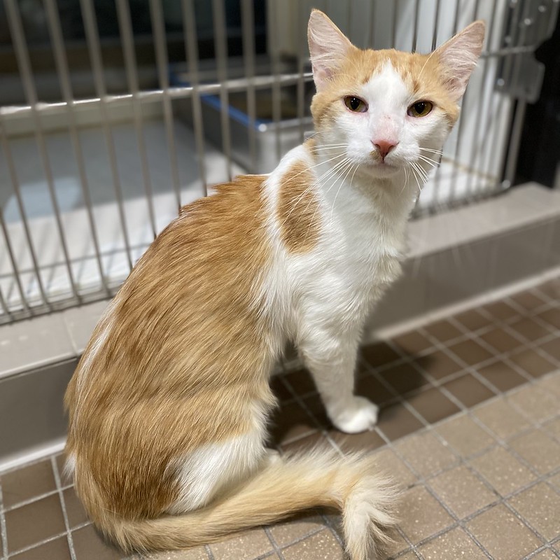 54905098923_69763b8581_c