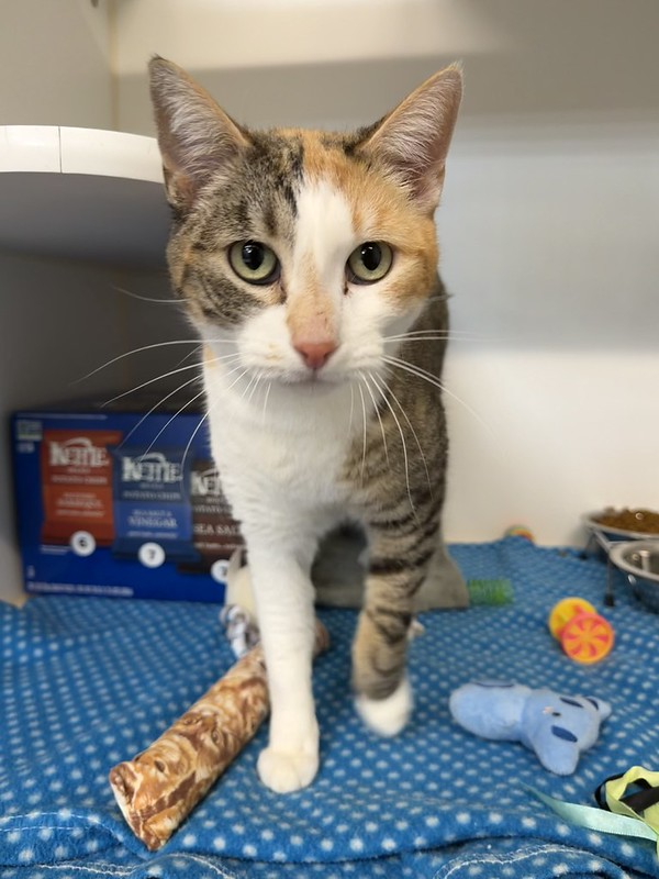 55114444984_f038201527_c (1) Marbles