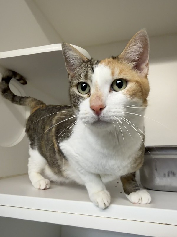 55114560335_6ae9a85296_c