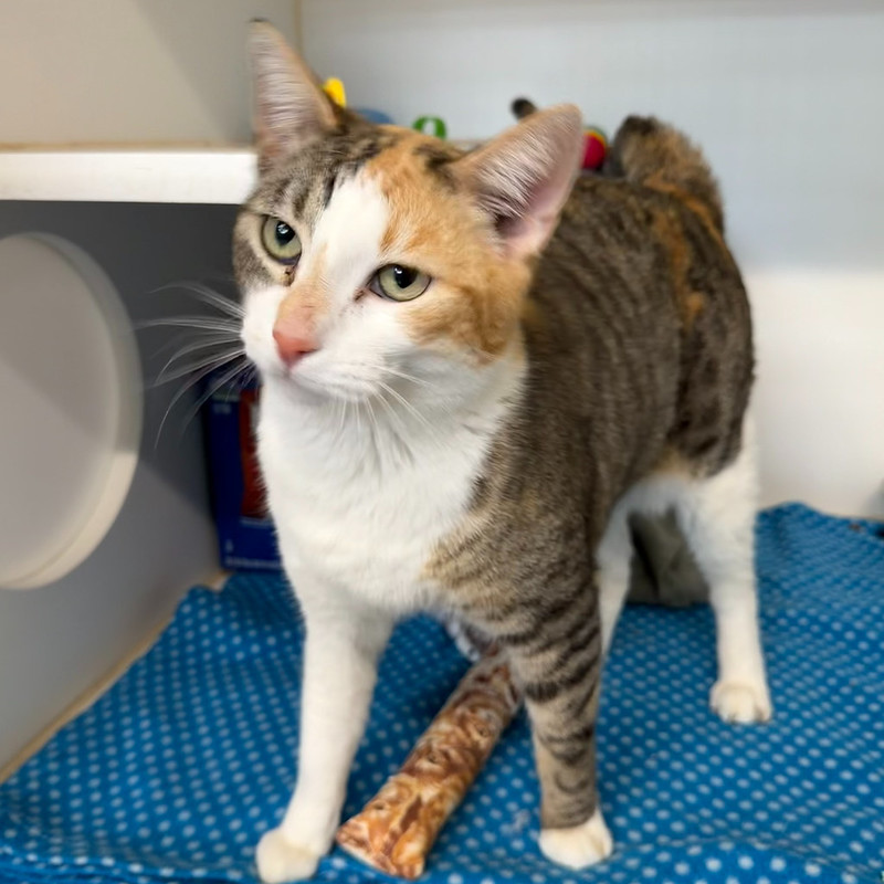 55114560380_48fbb0701e_c