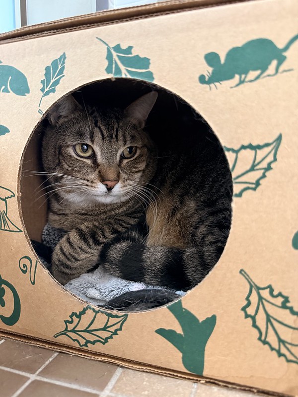 55119562828_30d5da79e3_c