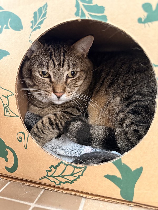 55119563633_2487da685a_c