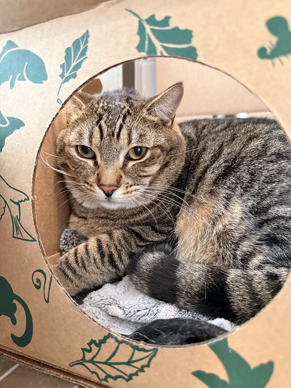 55119564248_1e3d33a70c_c Big Boy