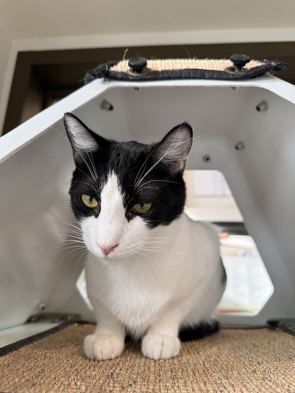 55121474141_779a2568d1_c