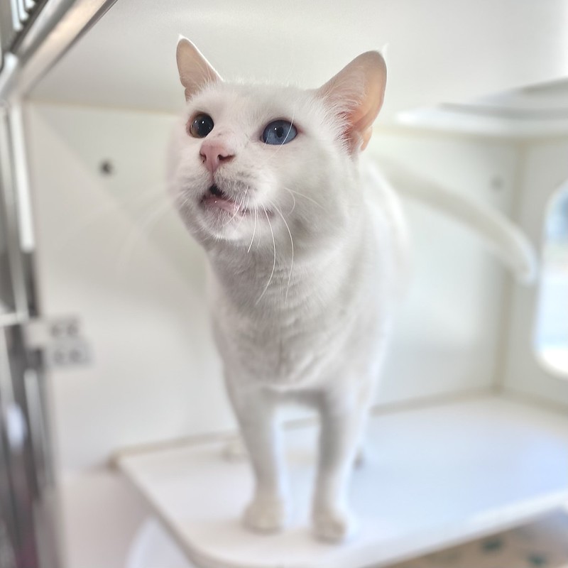 Bowie