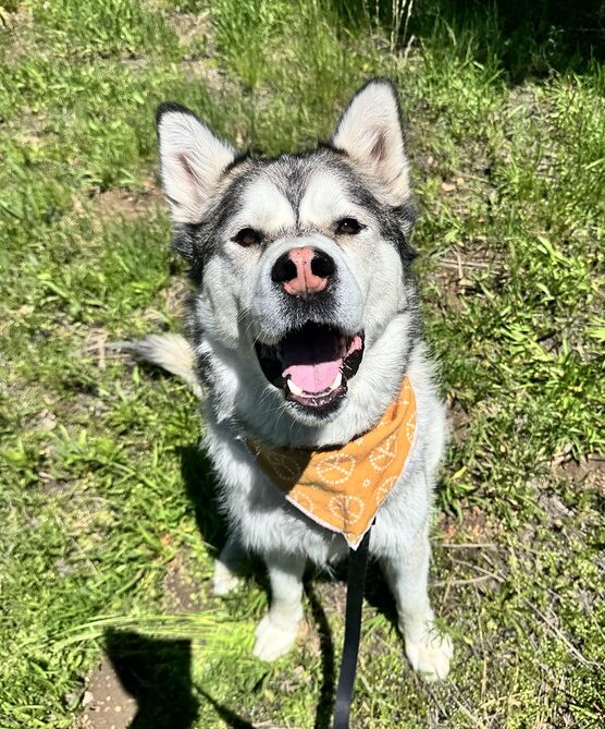 Floki