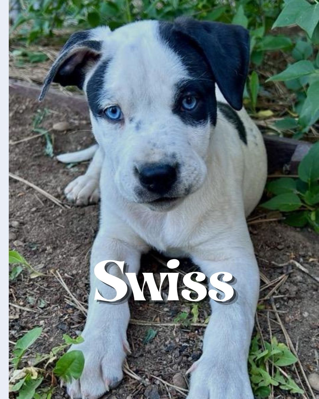 3 Swiss