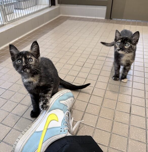 55327263571_31e88750a4_c Ripley & Rousey
