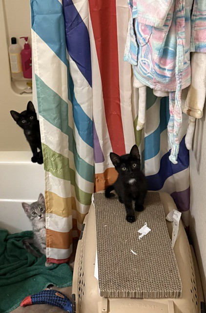 House of Cats