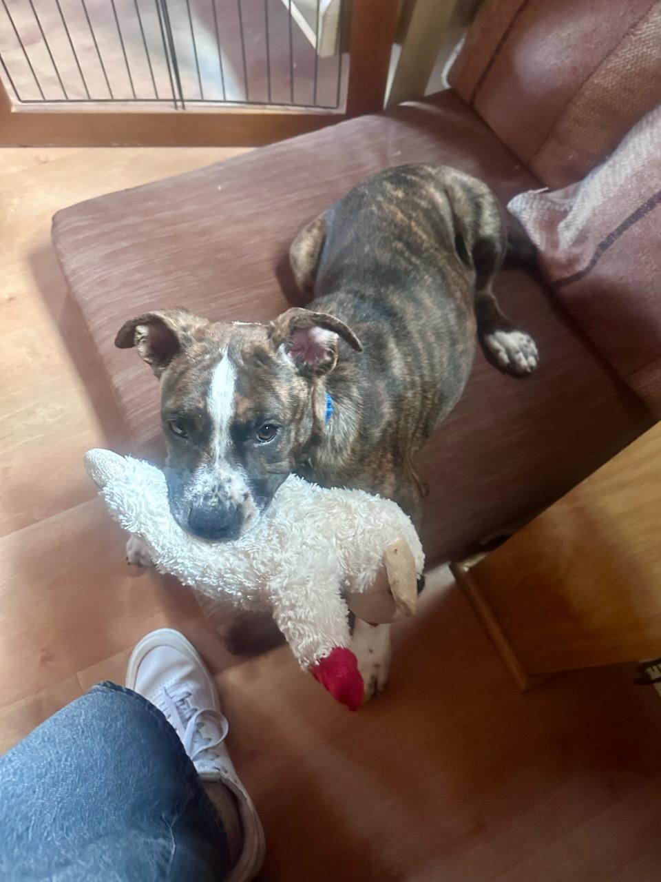 Puppy_299_3