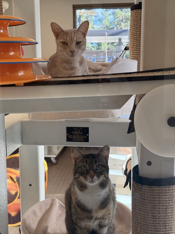 Nala & Paisley
