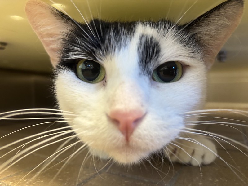 55524383980_b2f1cbbb73_c (1) Moosie