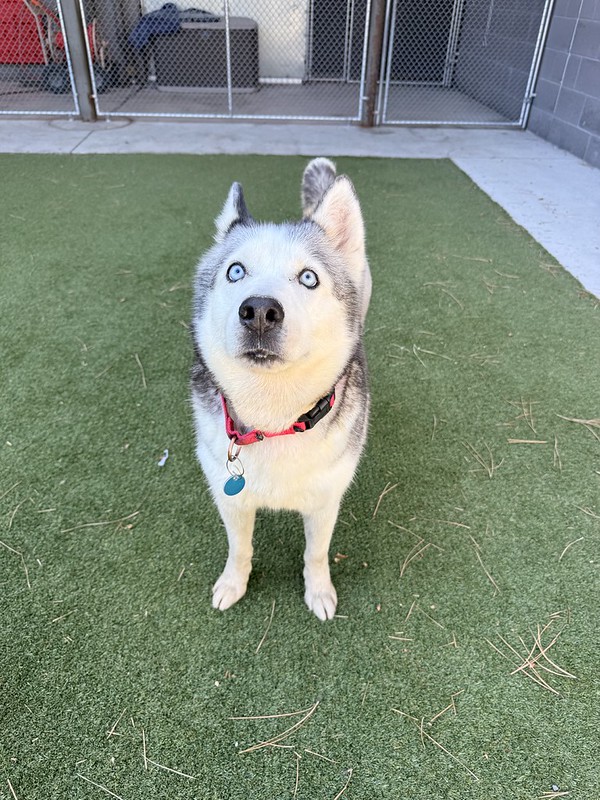 Ziva