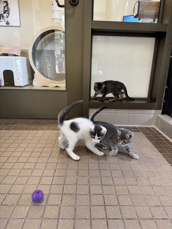 BatmanRec Batman Kittens