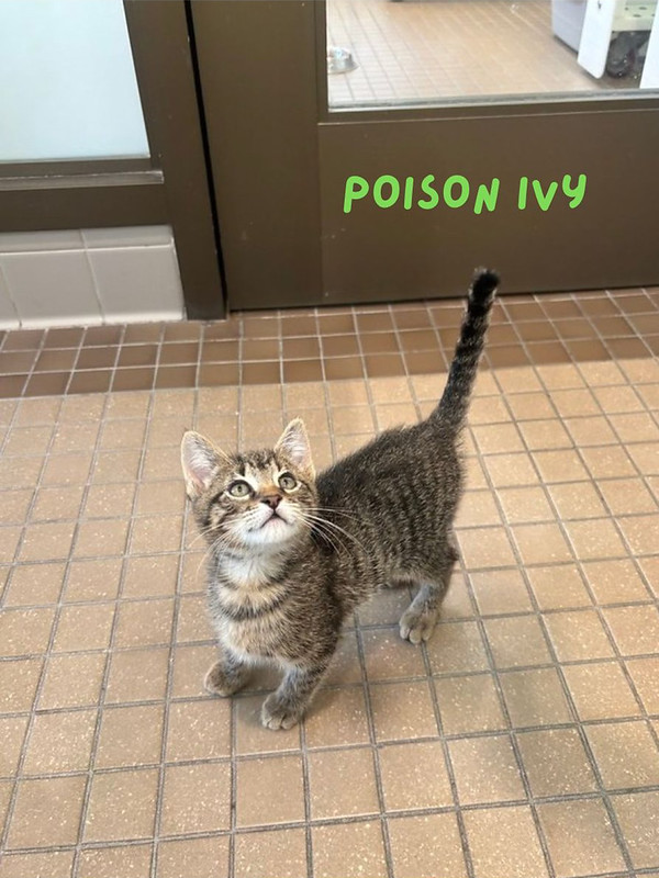 Poison